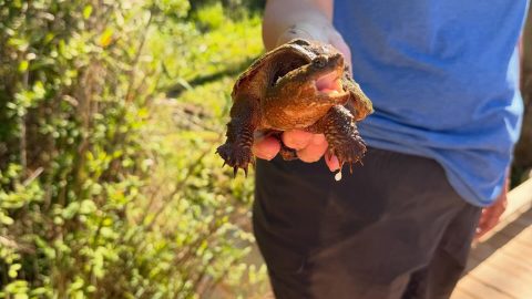 turtle